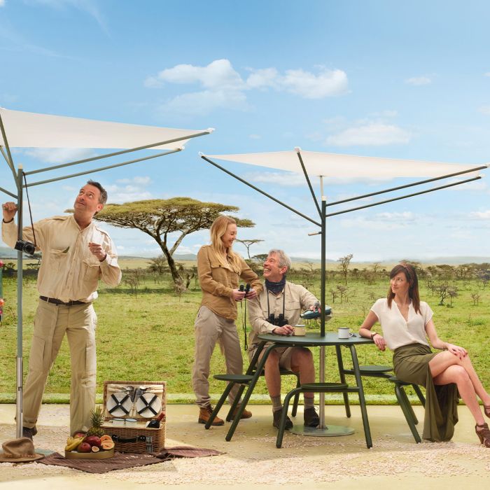 Parasol Acacia