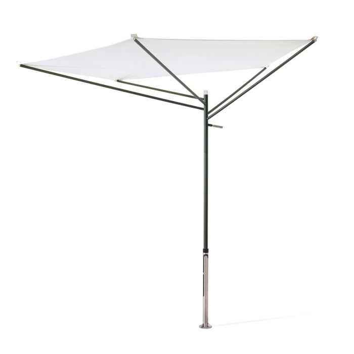 Parasol Acacia