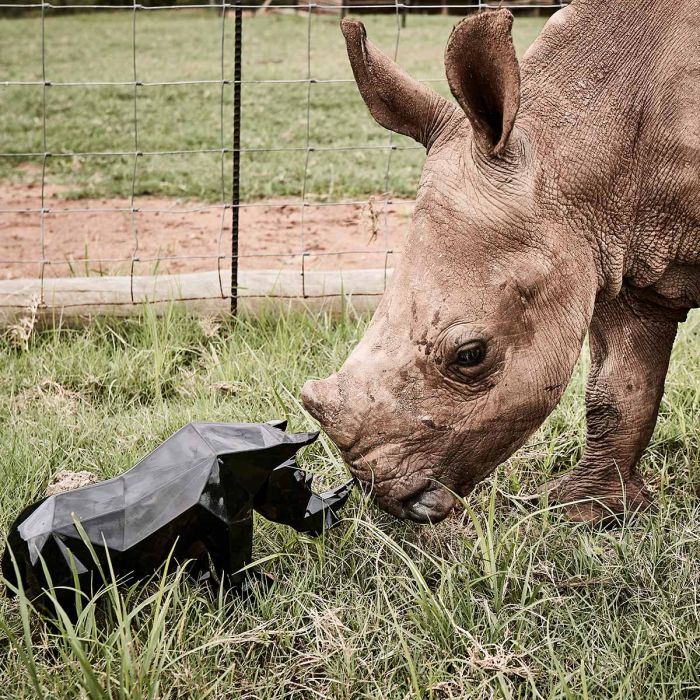Rhinocéros Impy S