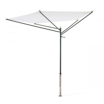 Parasol Acacia