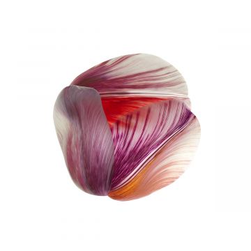 Tapis coquillage - Collection tulip mania